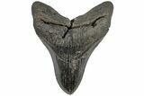 Fossil Megalodon Tooth - South Carolina #197896-1